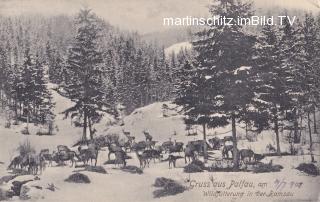 Palfau in der Ramsau, Wildfütterung  - Liezen - alte historische Fotos Ansichten Bilder Aufnahmen Ansichtskarten 