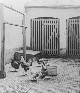 Hof Königsbauer, Hauptplatz 27 - Europa - alte historische Fotos Ansichten Bilder Aufnahmen Ansichtskarten 