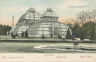 Palmenhaus - Europa - alte historische Fotos Ansichten Bilder Aufnahmen Ansichtskarten 