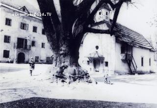 Unterloibl alte Linde - Oesterreich - alte historische Fotos Ansichten Bilder Aufnahmen Ansichtskarten 